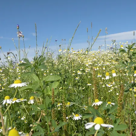 Stone Garden Haven Libramont-Chevigny