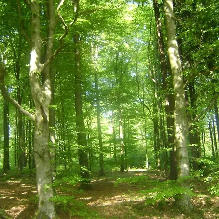 In The Heart Of The Ardennes בית נופש